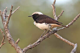 Arabian Wheatear