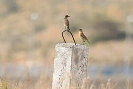 Buff-breasted Wheatear