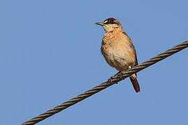 Buff-breasted Wheatear