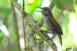 Riverside Wren