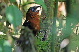 Northern Chestnut-breasted Wren