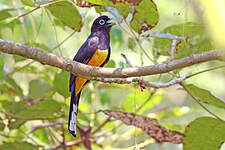 Trogon à tête noire