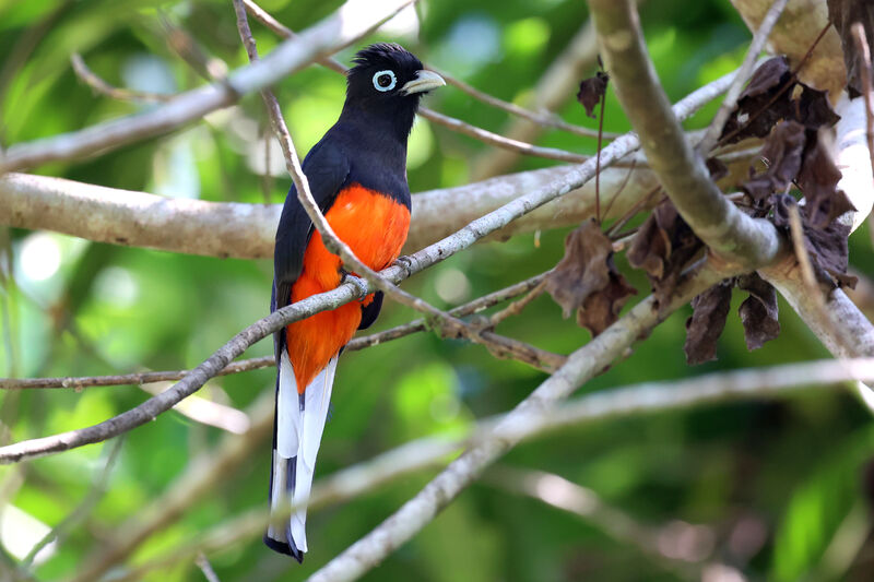 Trogon de Baird mâle adulte