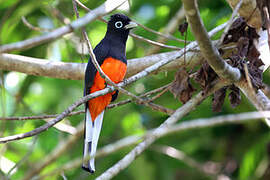 Baird's Trogon