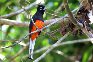 Trogon de Baird