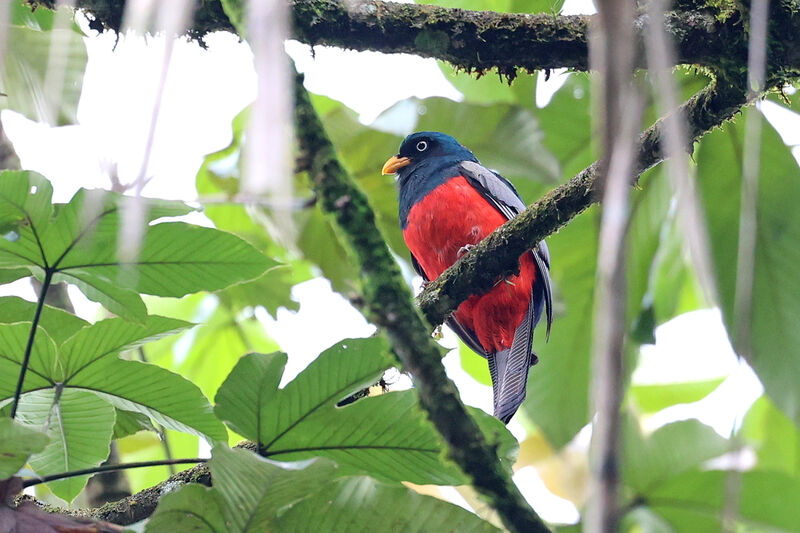 Trogon échelette mâle adulte