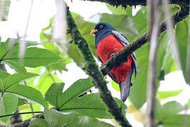 Lattice-tailed Trogon