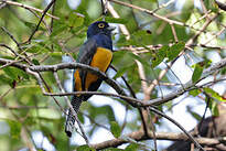 Trogon violacé