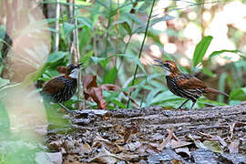 Falcated Wren-Babbler