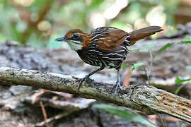 Falcated Wren-Babbler