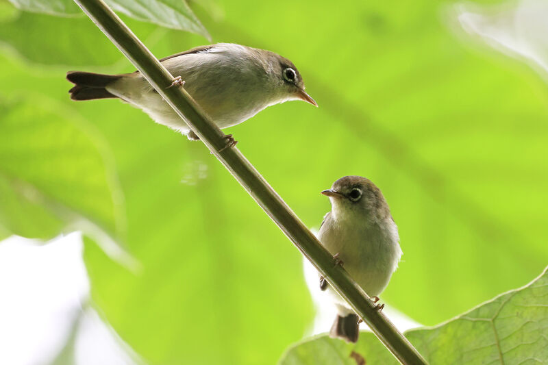 Principe White-eye