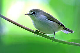 Principe White-eye