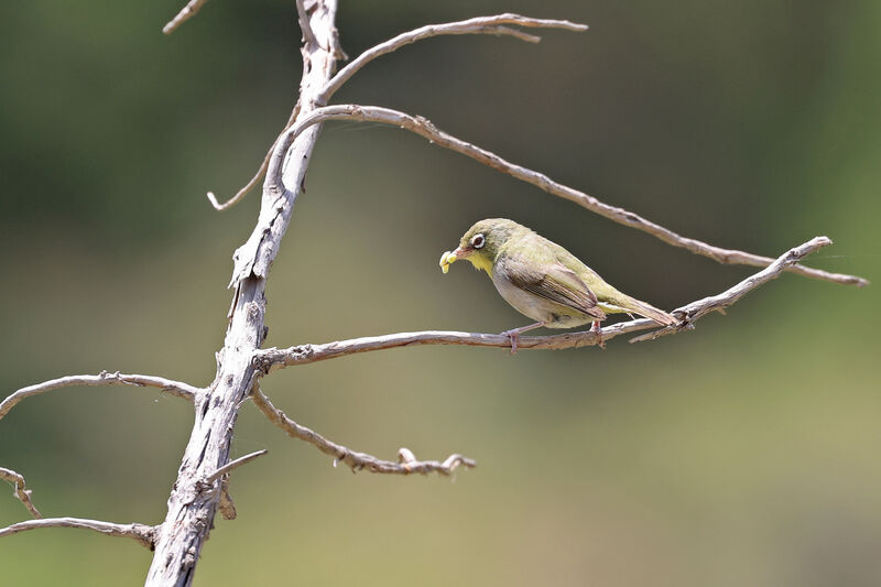 Zostérops d'Abyssinie