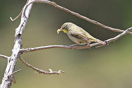 Abyssinian White-eye