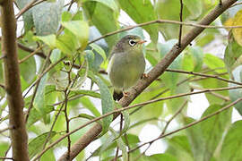 Sao Tome White-eye