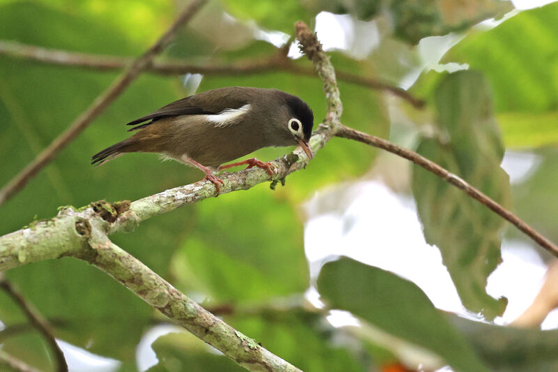 Zostérops de Sao Tomé