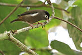 Zostérops de Sao Tomé