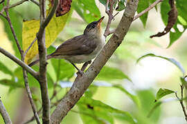 Calabarzon Babbler