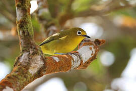 Yellowish White-eye