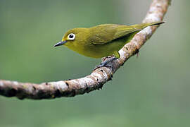 Yellowish White-eye