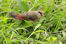 Bengali rouge