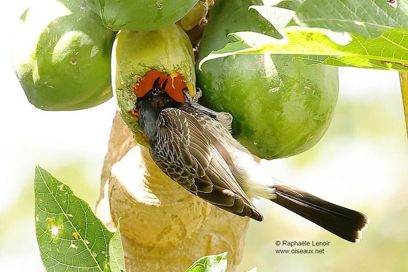 Bulbul à ventre rougeadulte, mange