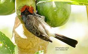 Red-vented Bulbul