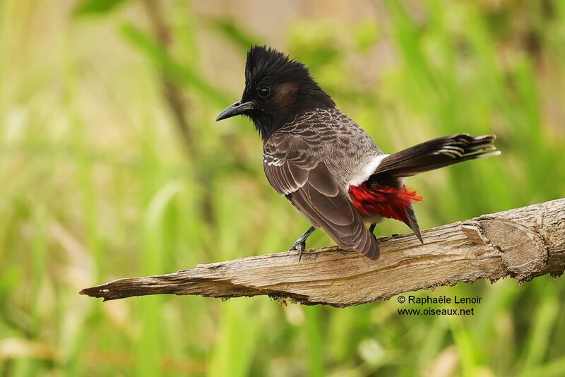 Bulbul à ventre rougeadulte