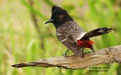 Bulbul à ventre rouge