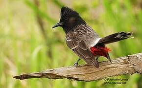 Bulbul à ventre rouge