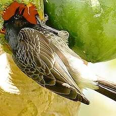 Bulbul à ventre rouge