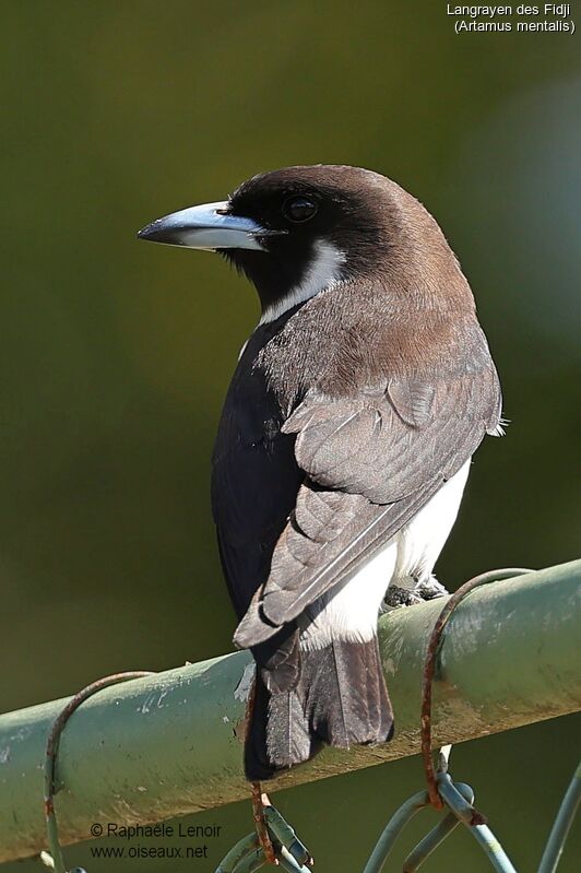 Fiji Woodswallowadult