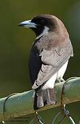 Fiji Woodswallow