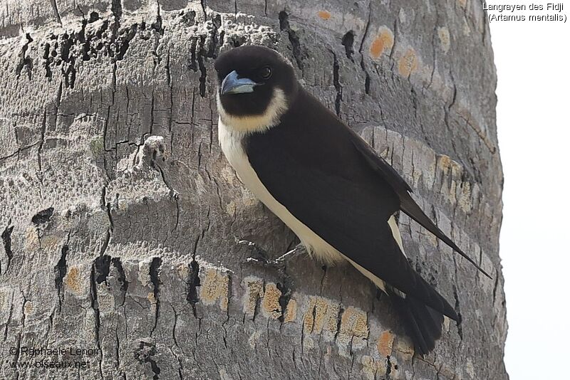 Fiji Woodswallow