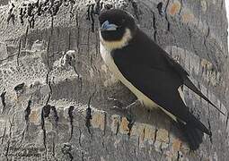 Fiji Woodswallow