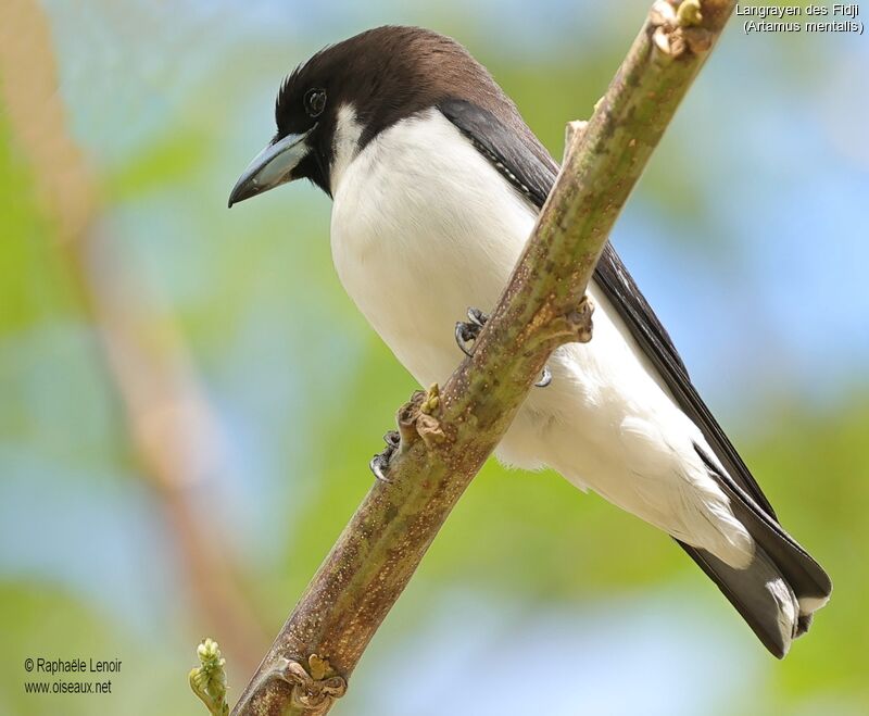 Fiji Woodswallow