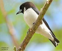 Fiji Woodswallow