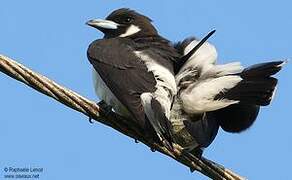 Fiji Woodswallow