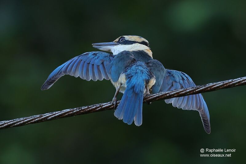 Pacific Kingfisheradult, aspect