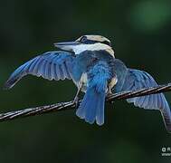 Pacific Kingfisher