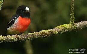 Pacific Robin