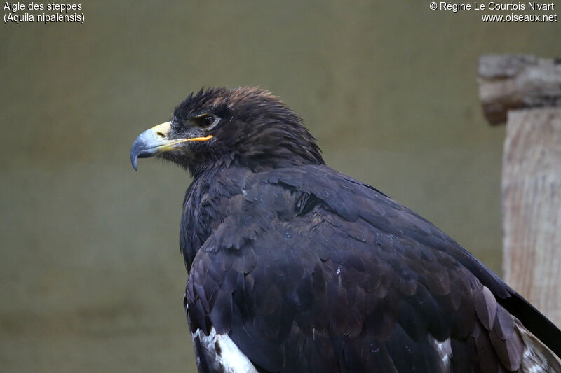 Steppe Eagle