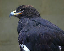 Steppe Eagle