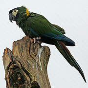 Golden-collared Macaw