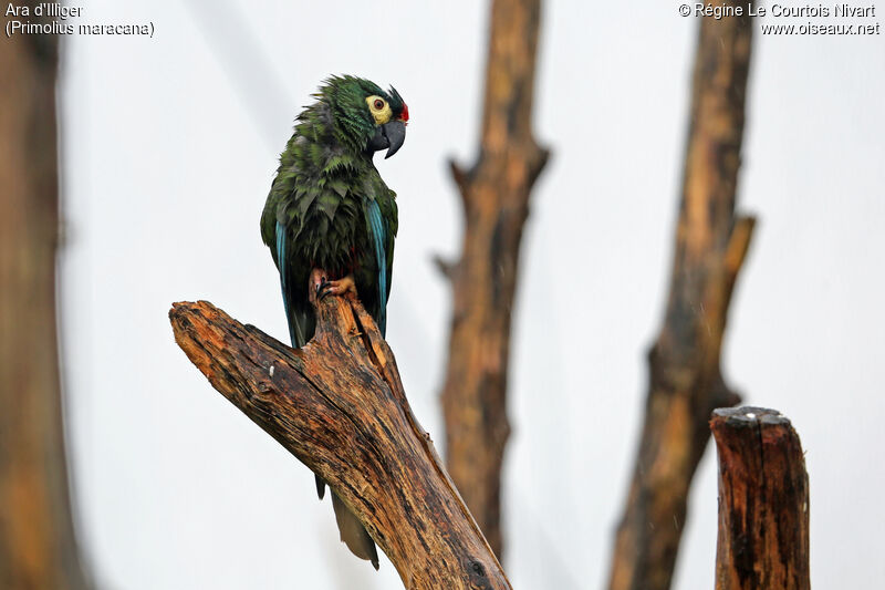 Blue-winged Macaw