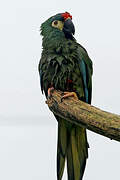 Blue-winged Macaw