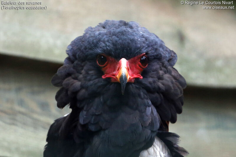 Bateleur des savanes