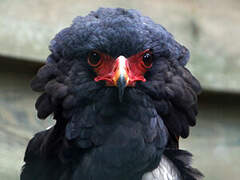 Bateleur