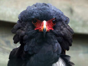 Bateleur des savanes