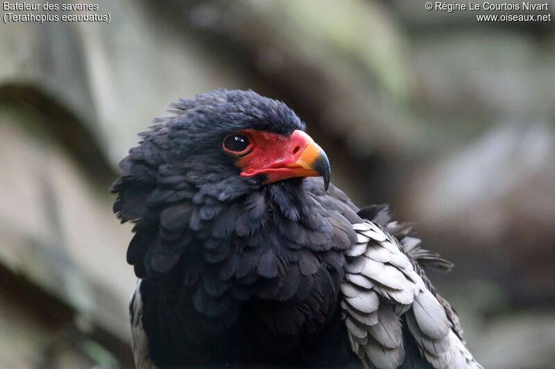 Bateleur